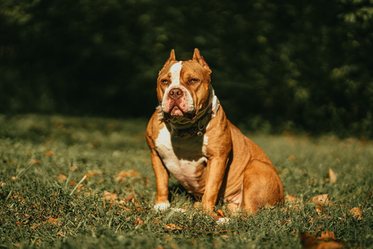 XL Bully Dog